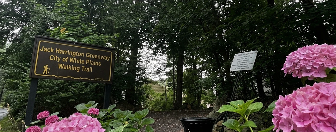 Entrance to the Jack Harrington Greenway in White Plains, NY: a wooden trail sign reading 'Jack Harrington Greenway City of White Plains Walking Trail' with a hiker icon, set against a lush backdrop of tall green trees and vibrant pink hydrangea blooms in the foreground, inviting visitors to enjoy nature and walking paths with car service in NYC.