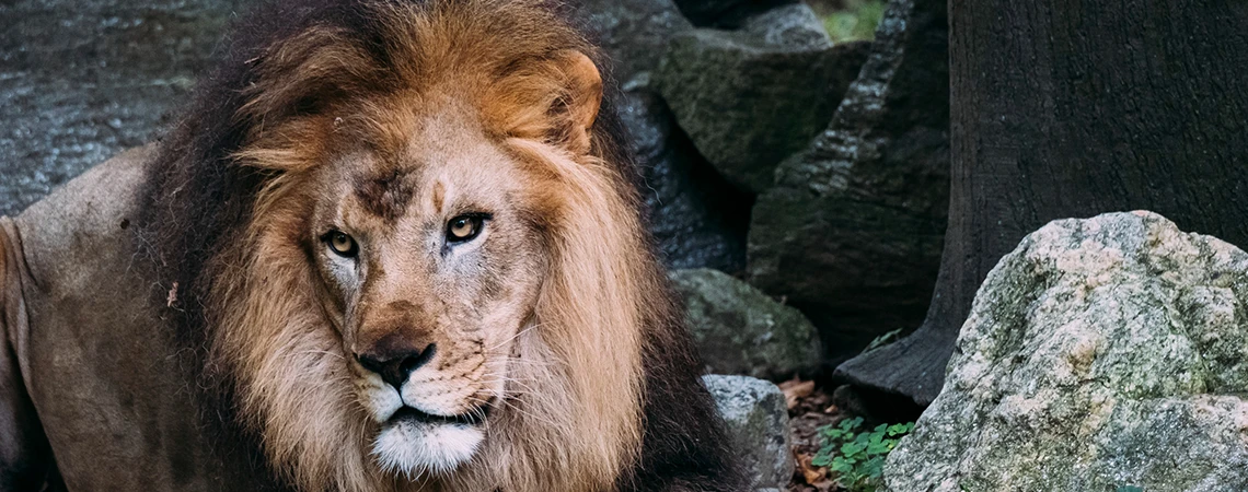 The image features a lion at the Bronx Zoo, surrounded by rocks and greenery.